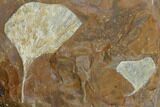Fossil Ginkgo Leaves From North Dakota - Paleocene #132551-1